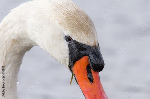 Swan