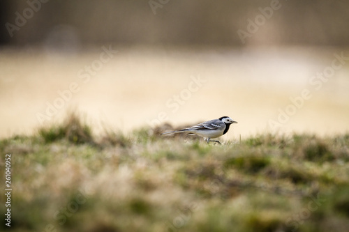Wagtail taking a walk