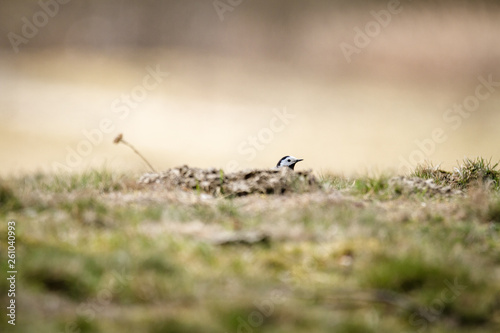 Wagtail hide and seek