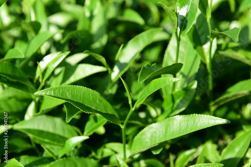 Tea Picking in Chinese Tea Gardens