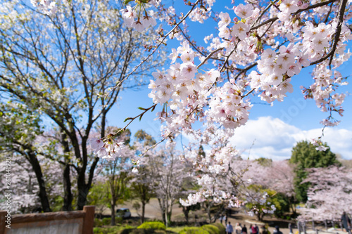 静岡県富士市 岩本山公園の桜