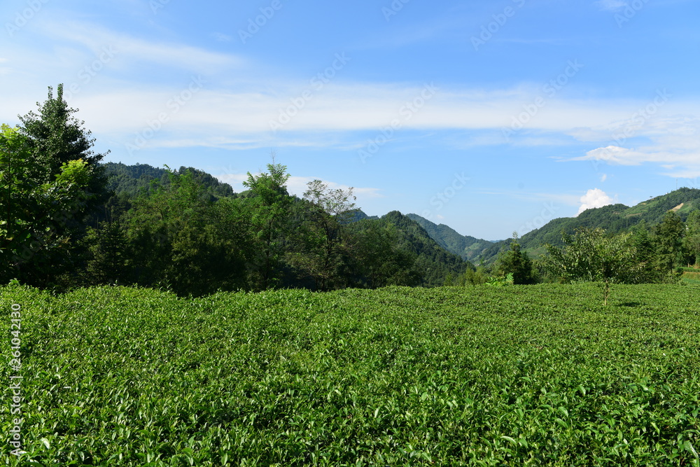 Tea Picking in Chinese Tea Gardens