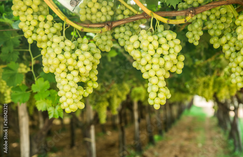 Photography Large ripe clusters of white table grapes on the vine.