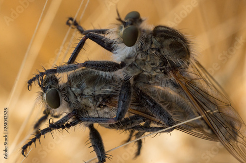 Two very big predatory flies mate on a hot summer day in a field in Ukraine..