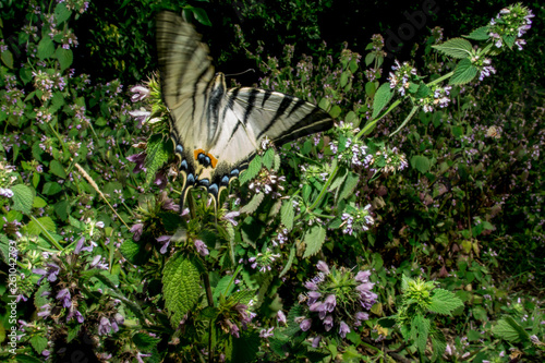 A large white sailboat, the iphiclides podalirius, flutters over the purple flowers growing on the edge of the forest belt in the summer in Ukraine.