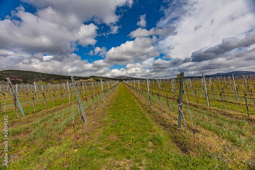 green vineyards landscape in spring time 