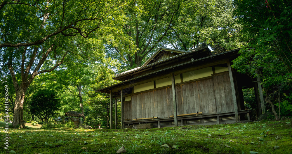 old wooden house in the forest