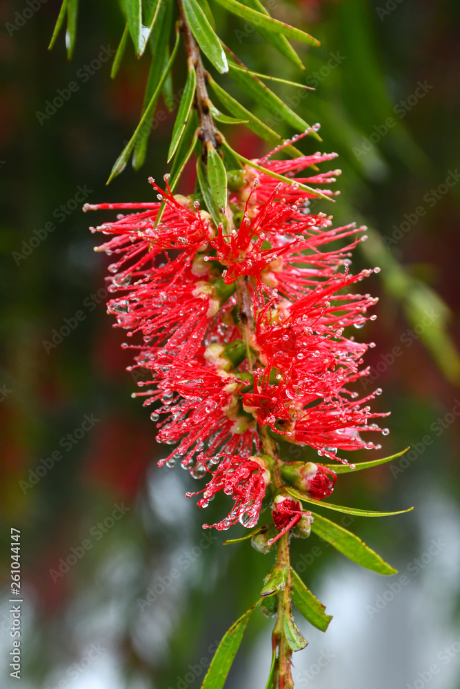 Blossoming Bottlebrush flower after rain. Blossoming Bottlebrush flower after rain.