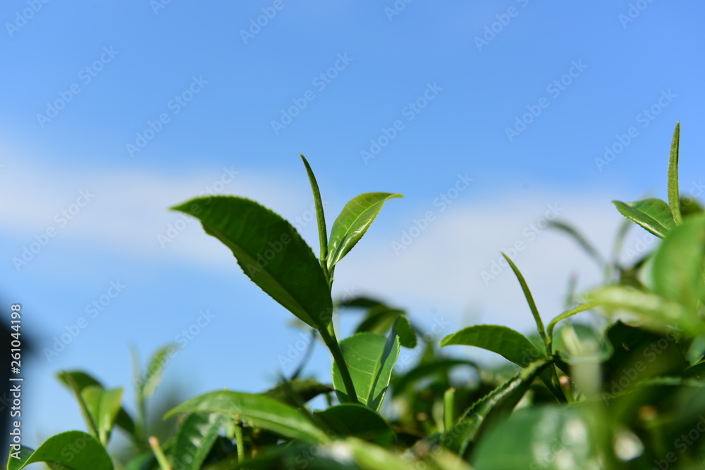 Tea Picking in Chinese Tea Gardens