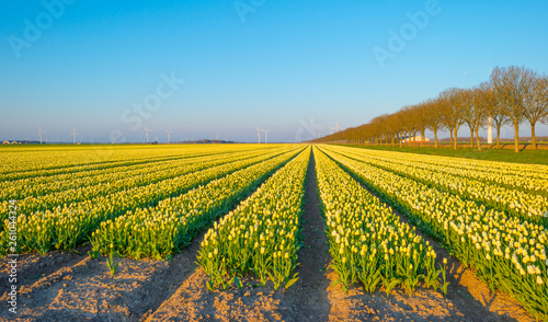 Field with flowers below a blue sky in sunlight at sunrise in spring