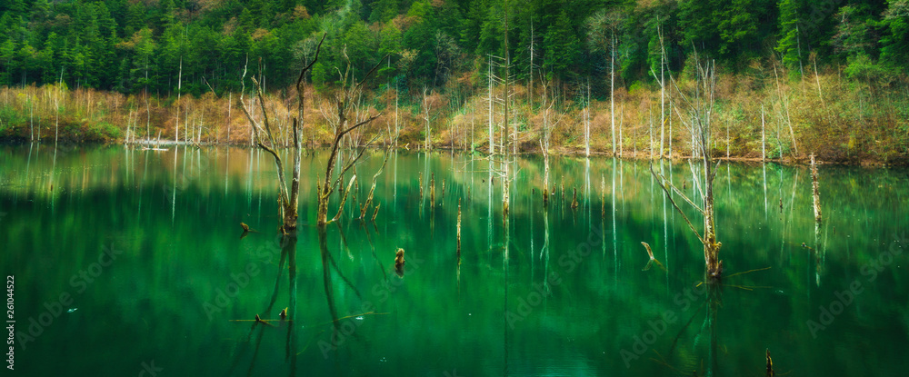 reeds in lake reeds in lake