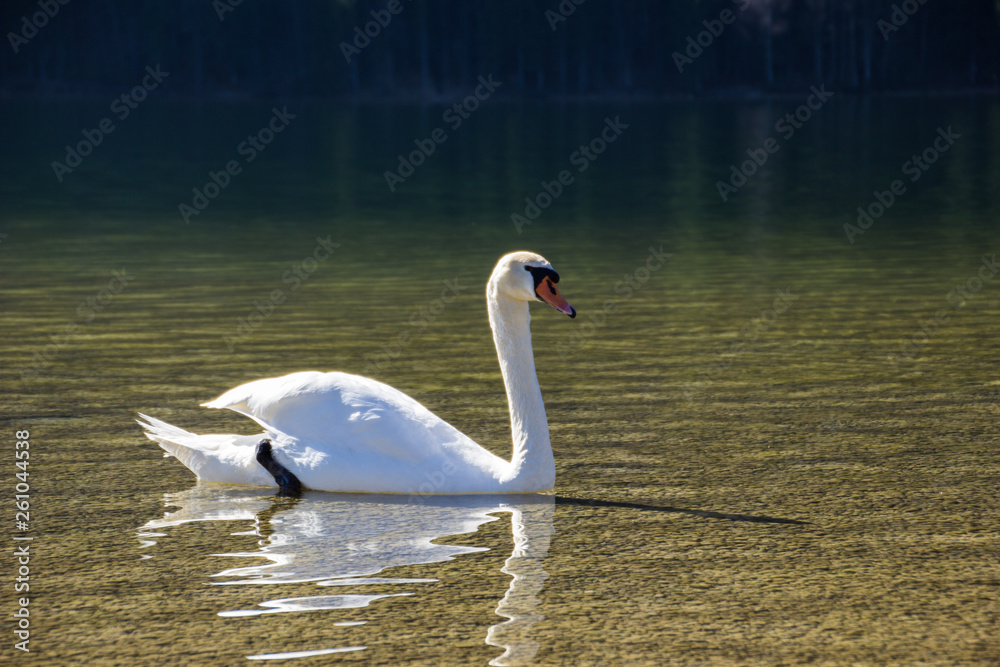 Fototapeta premium Schwan im See