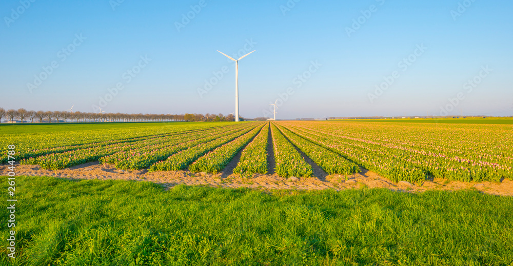 Field with flowers below a blue sky in sunlight at sunrise in spring Field with flowers below a blue sky in sunlight at sunrise in spring