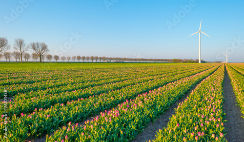 Field with flowers below a blue sky in sunlight at sunrise in spring