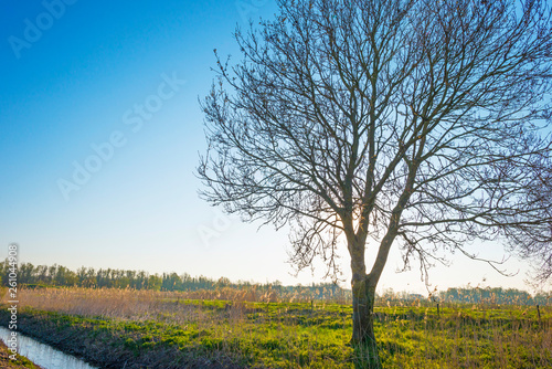 Tree along a field below a blue sky at sunrise in spring