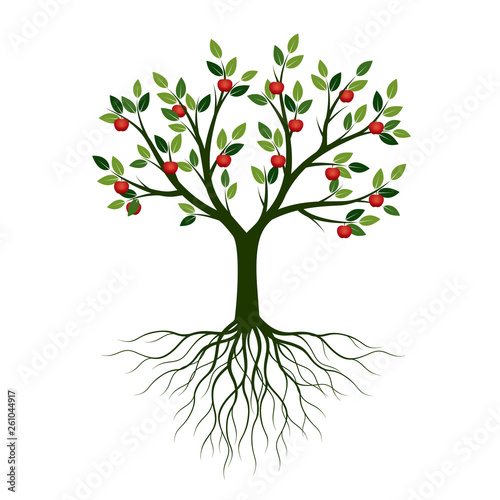 Green Spring Tree with Roots and fruits. Vector Illustration.