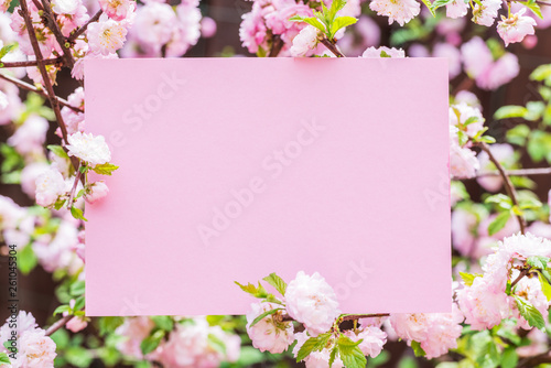 Paper blank between flowering almond branches in blossom. Pink flowers as a frame. © volff