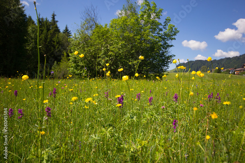 Frühlingswiese im Allgäu, Trollblumen und Knabenkraut