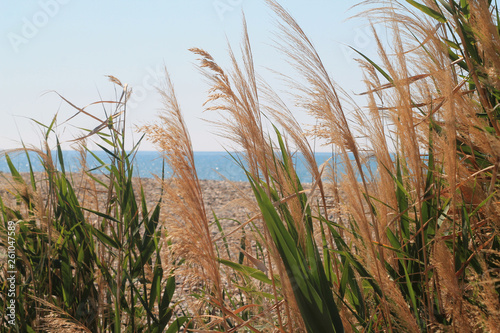 Wild grass and spikes on the wind