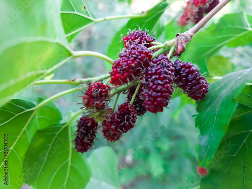 Fresh mulberry on the tree.