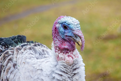 Portrait of a turkey close-up on a blurry background_