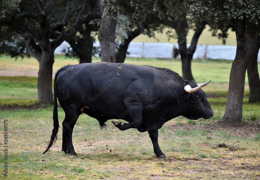 toro bravo español en una ganaderiua toro bravo español en una ganaderiua