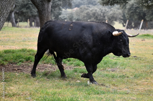 toro español en el campo