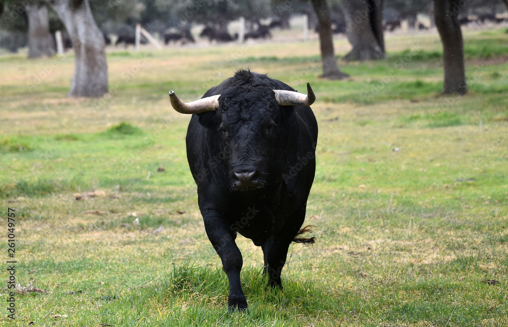 toro bravo español en una ganaderiua toro bravo español en una ganaderiua