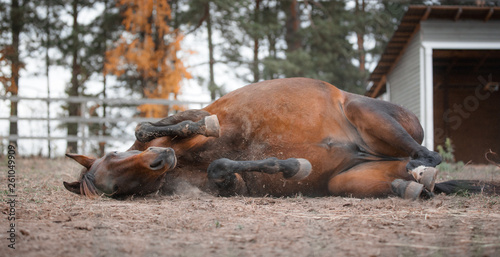 portrait of mare horse laying on the ground in autumn landscape