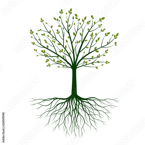 Green Tree with roots on white background. Vector Illustration.
