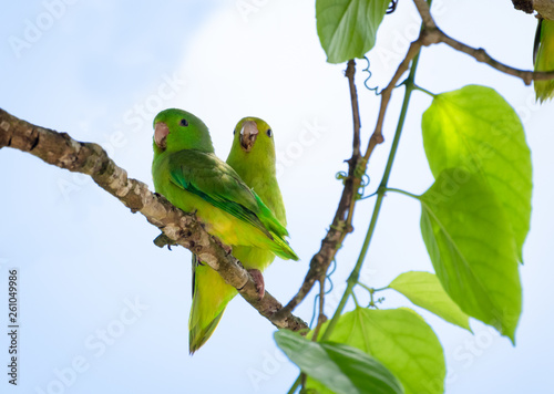 A pair of Green-rumped Parrotlets cuddling with each other.