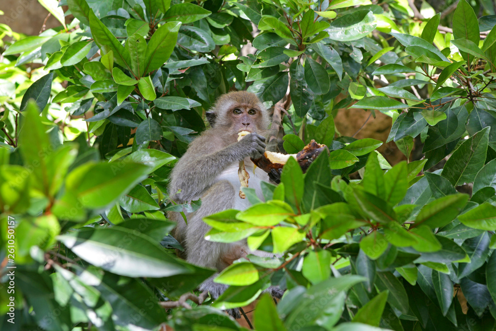 Affe sitzt auf einem Baum und isst einen Banane Affe sitzt auf einem Baum und isst einen Banane