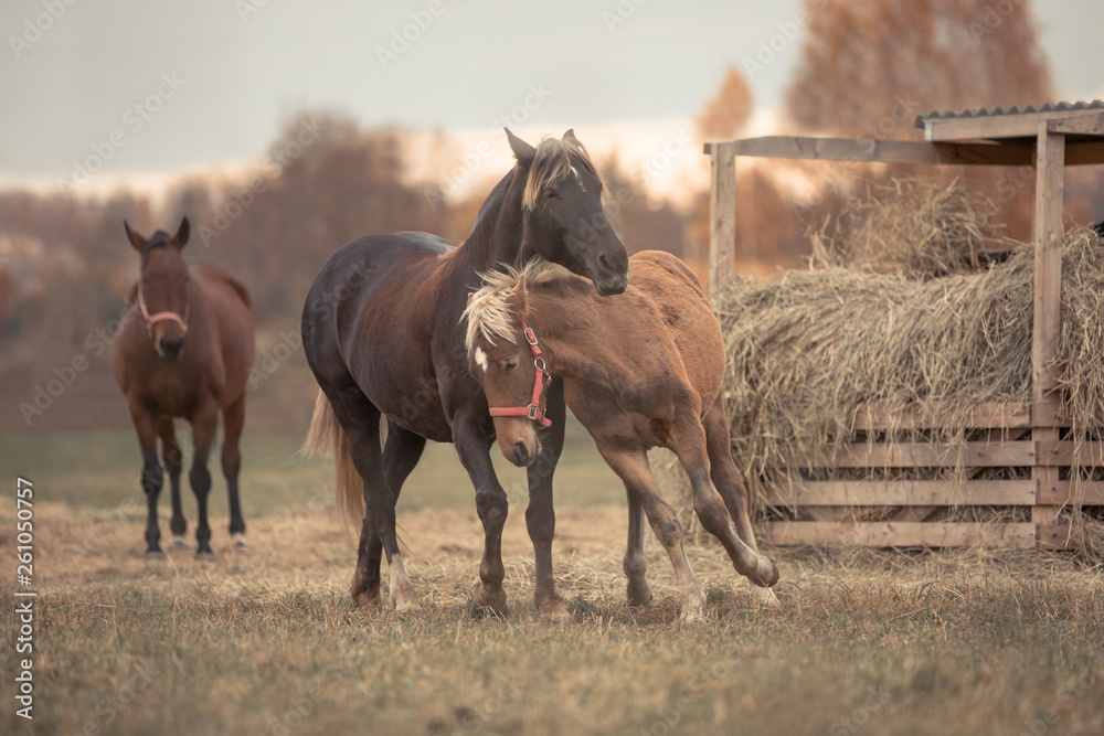 Fototapeta premium mother horse and her son foal playing and having fun on the green field in autumn landscape