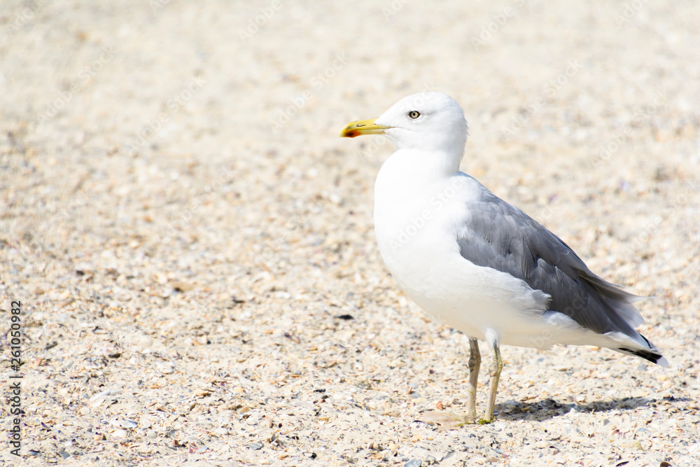Seagull portrait against beach.Close up view of white bird seagull sitting by the beach. Seagull portrait against beach.Close up view of white bird seagull sitting by the beach.