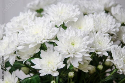 Fototapeta Naklejka Na Ścianę i Meble -  Large bouquet of white chrysanthemums with green stalks stands against a white wooden wall