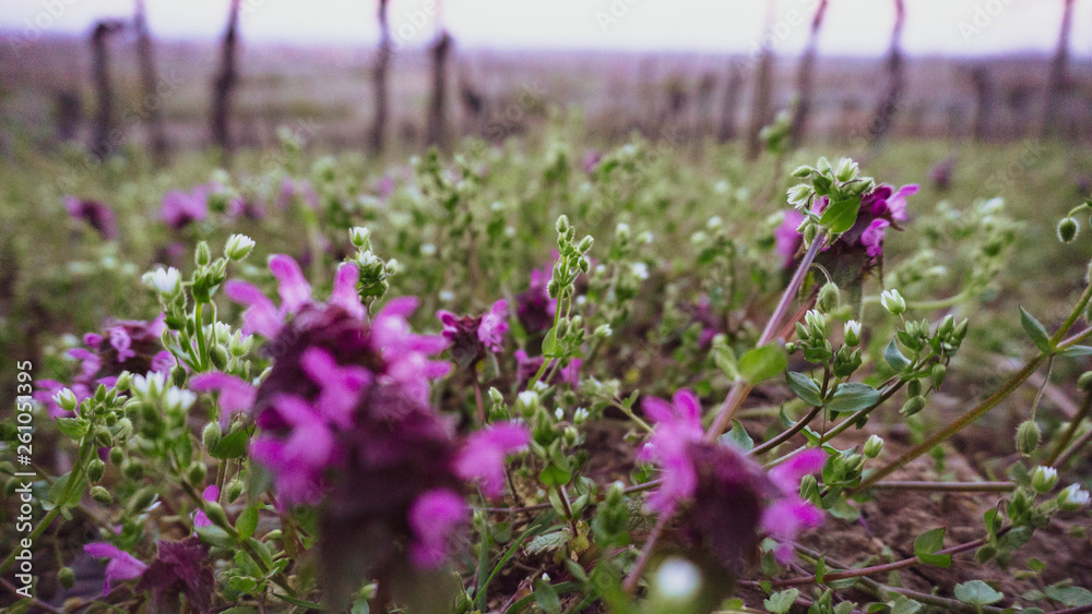 Obraz premium flowers in garden