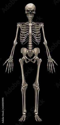 Graphic detailed colorful human bone skeleton with skull. Isolated on black background. Vector icon.