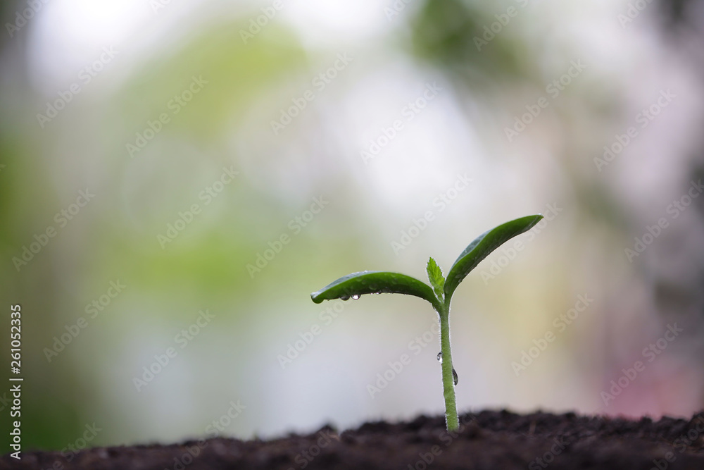 Young green sappling plant with dew growing Young green sappling plant with dew growing