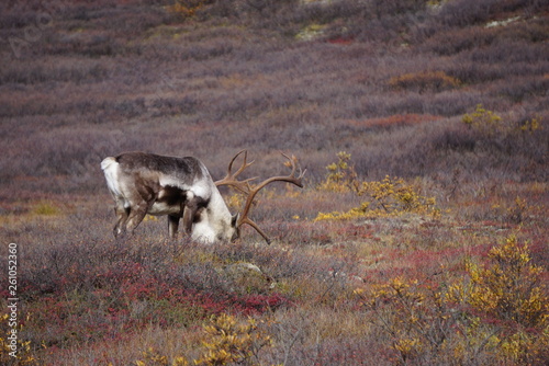 Beautiful Caribous in wilderness in Alaska photo