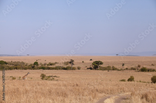 Giraffe in its habitat at Masai Mara, Kenya