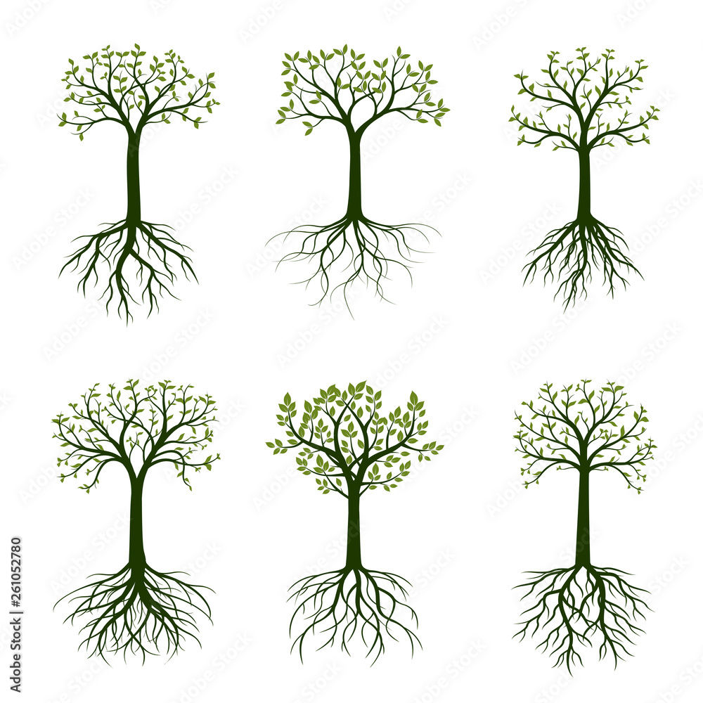 Obraz premium Green Spring Trees with Leaves. Vector Illustration.