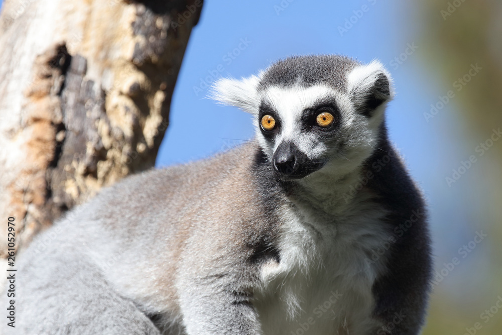 Katta / Ring-tailed Lemur / Lemur catta
