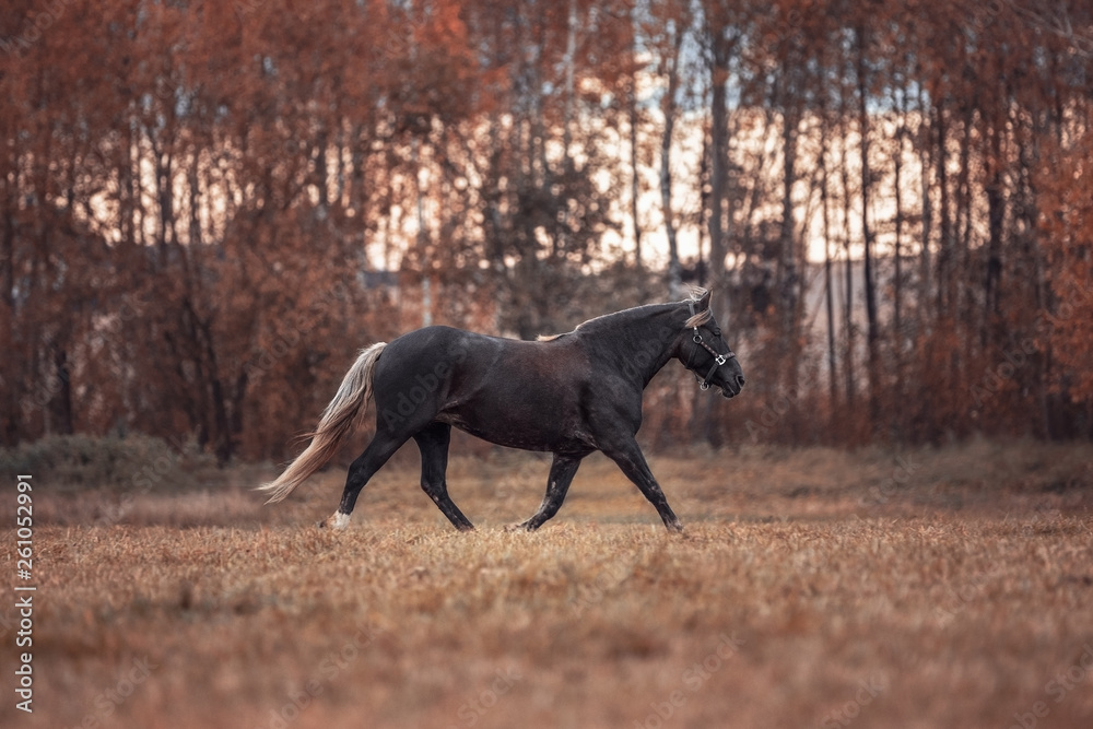 portrait of mare horse trotting in the field in autumn landscape portrait of mare horse trotting in the field in autumn landscape
