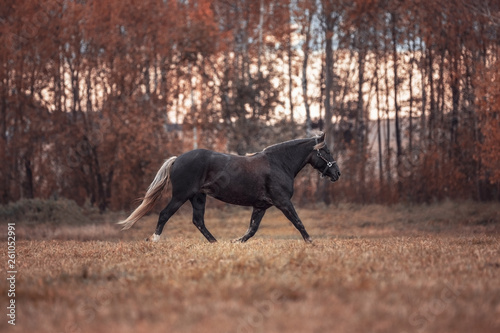 portrait of mare horse trotting in the field in autumn landscape