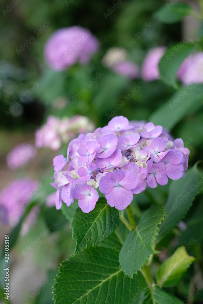 紫陽花 千葉 船橋 flower 海老川 hydrangea 紫 紫陽花 千葉 船橋 flower 海老川 hydrangea 紫