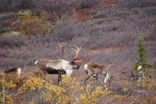 Beautiful Caribous in wilderness in Alaska