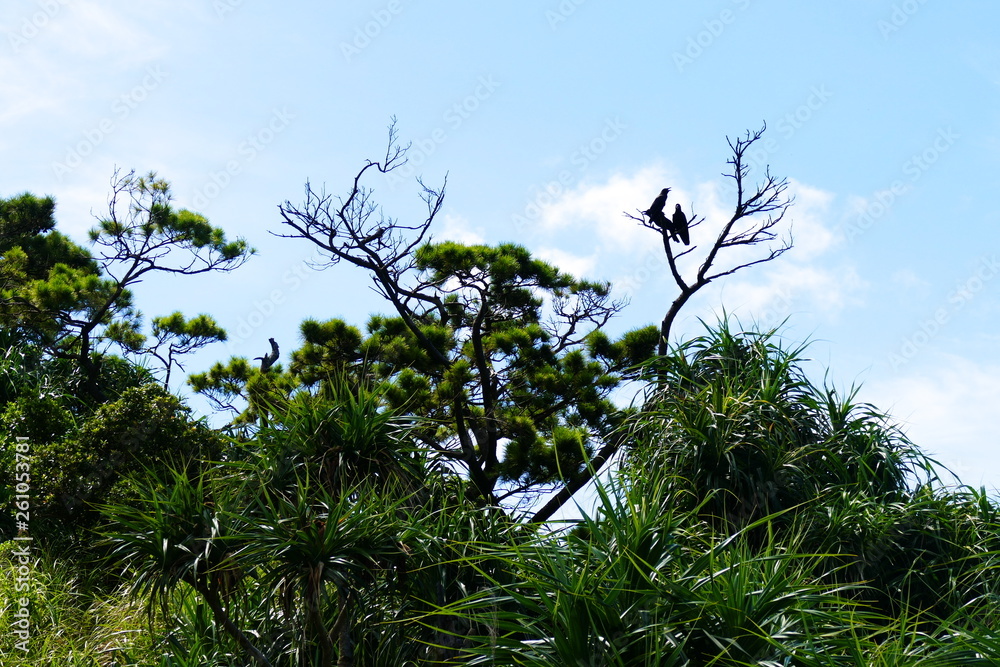 Silhouettes of three crows perched on a dead tree, Zamami, Okinawa