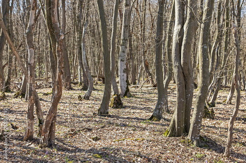 Wallpaper Mural Spring awakening: Forest of hornbeams (Carpinus betulus) Torontodigital.ca