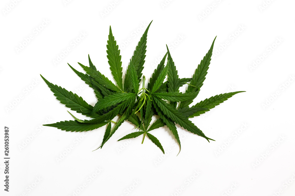 The Cannabis plant, Ganja The Cannabis plant, Ganja