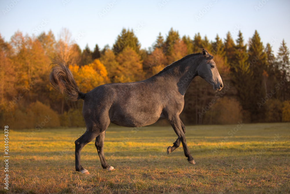 portrait of galloping young grey mare in the field portrait of galloping young grey mare in the field